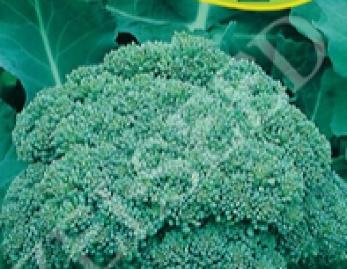 Zelseed Broccoli Calabresse