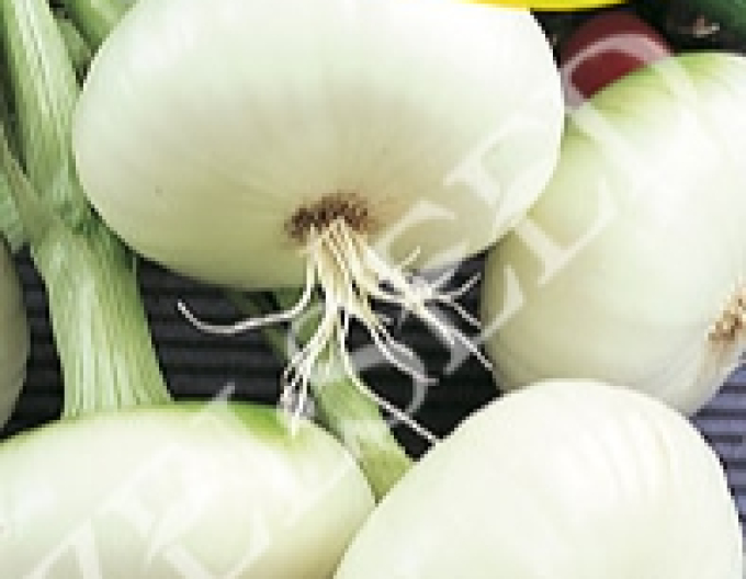 Zelseed Ceapă albă ´Argenta´