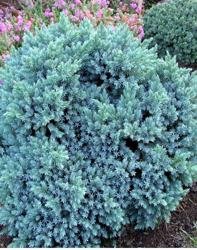 Lenupăr BLUE STAR