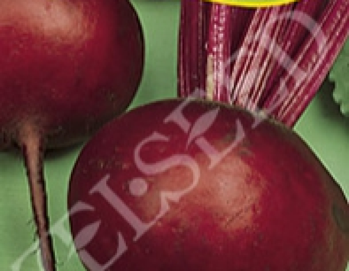 Zelseed Sfeclă roșie Red round