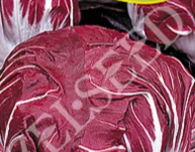 Salată de cicoare Zelseed