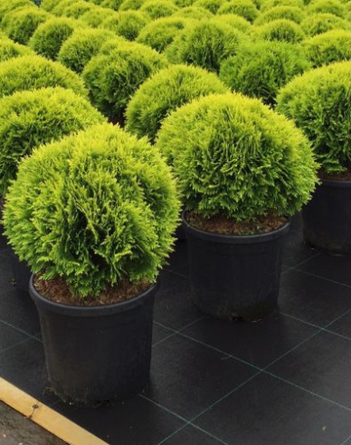 Thuja de vest "Mirjam