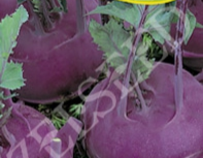 Zelseed Gulie ´Blanquette´