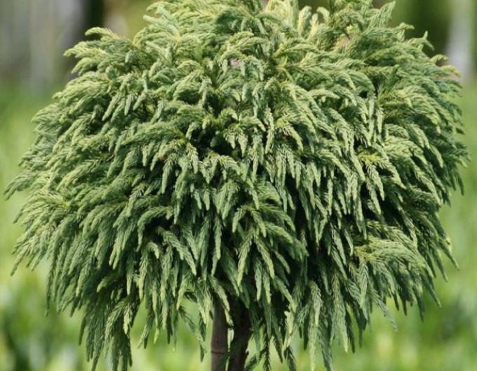Cryptomeria japonica ´Elegans ´ pe o tulpină
