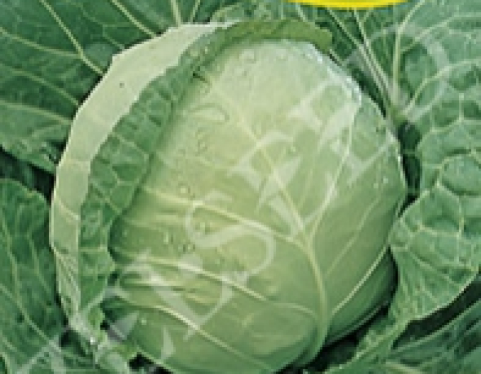 Varza Zelseed ´Juna F1´