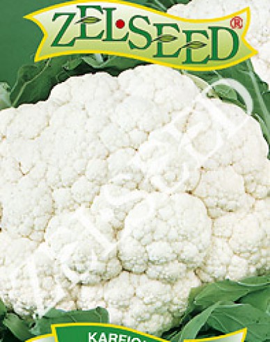 Zelseed Conopidă  ´Bora´