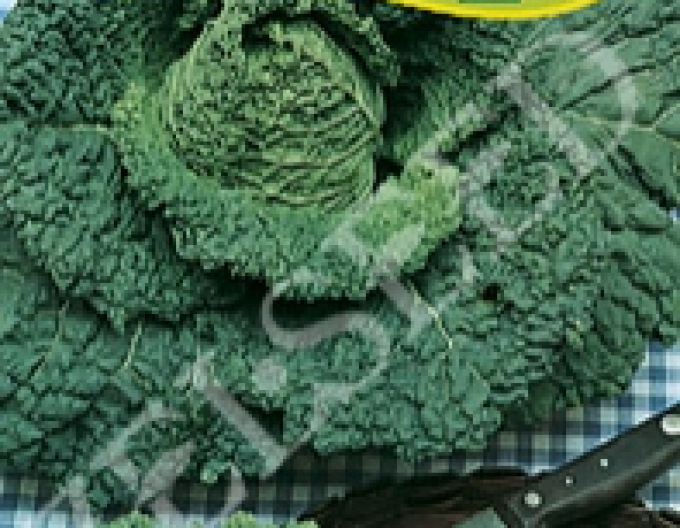 Zelseed Kale de iarnă Arkta