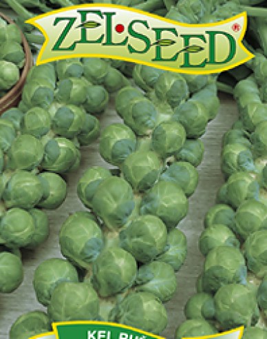 Zelseed Varză creață ´Casiopea´