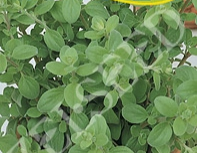 Zelseed Marjoram ´Marcelka´