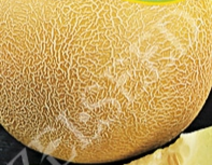 Zelseed Pepene dulce ´Solartur´