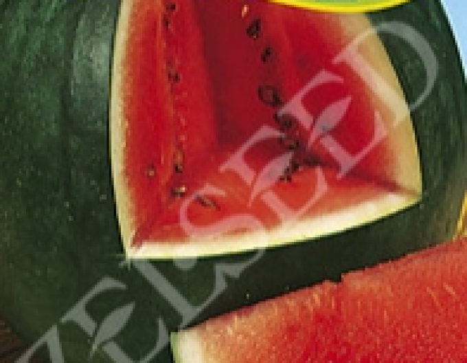 Zelseed Pepene verde ´Lajko II F1