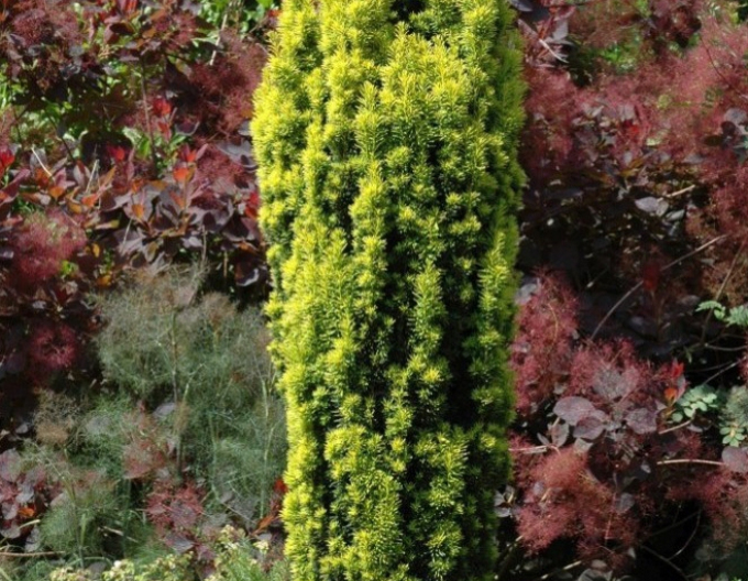 Tisa columnară "Aurea"