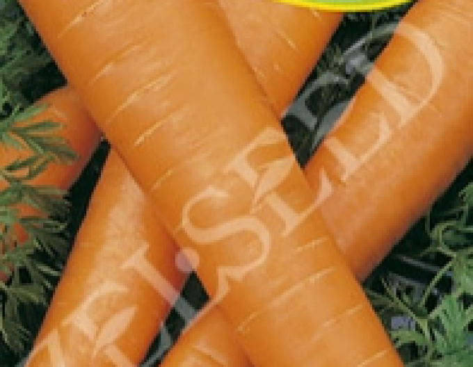 Zelseed morcov ´Carotina´