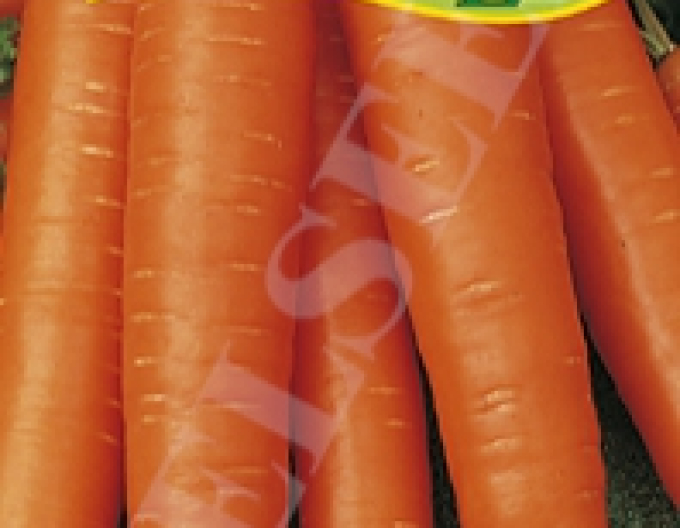 Zelseed Carrot ´Nantes 3´