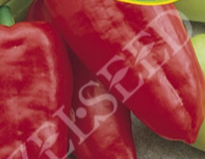 Zelseed Paprika anual ´Slovacia´