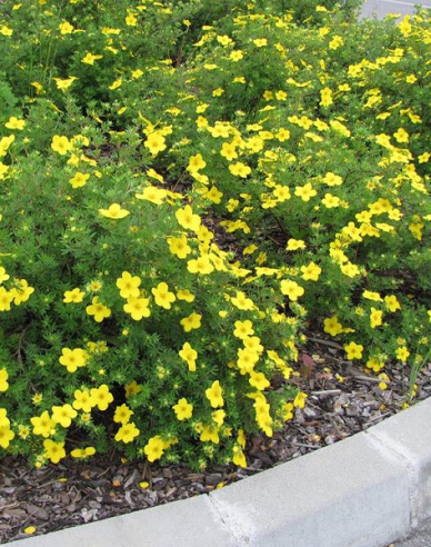 Potentilla Klondike