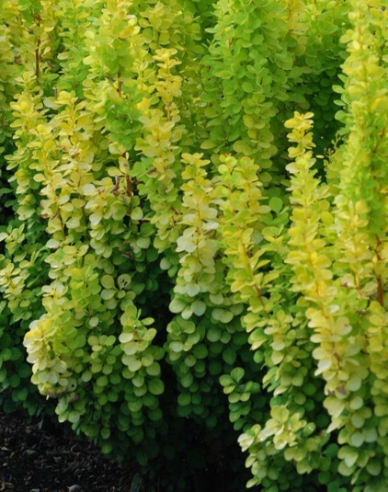 Berberis thunbergii "Golden Rocket"