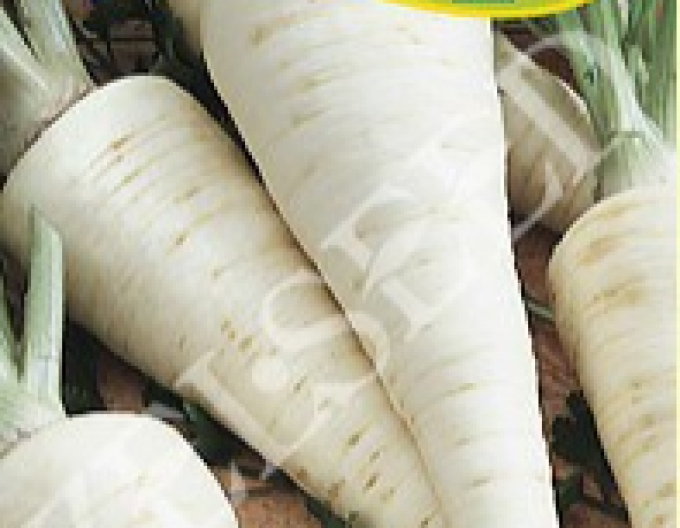 Zelseed Pătrunjel de grădină - rădăcină ´Alba´