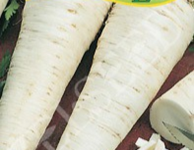 Zelseed Pătrunjel de grădină - rădăcină ´Hanácká´