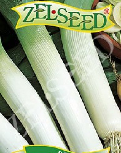 Zelseed Praz cultivat Elefant