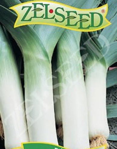 Zelseed Praz cultivat "Leonard