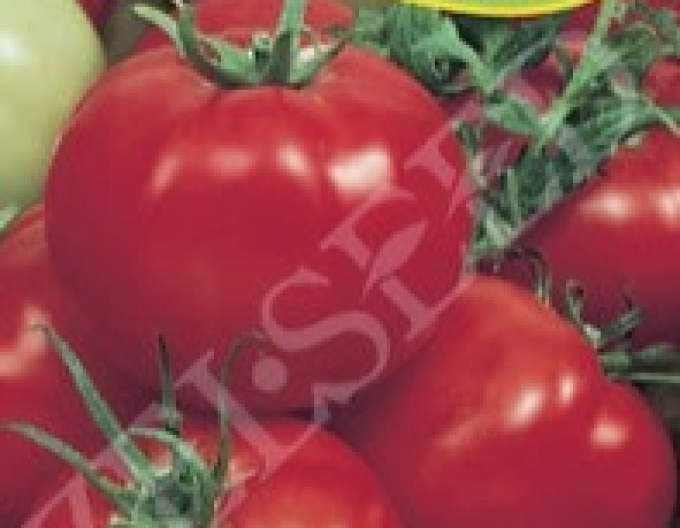 Zelseed Tomate Milica F1