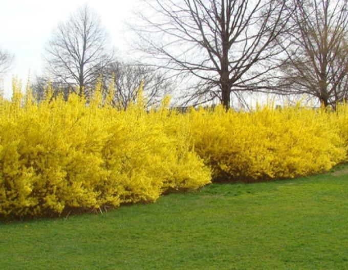Forsythia x  intermedia