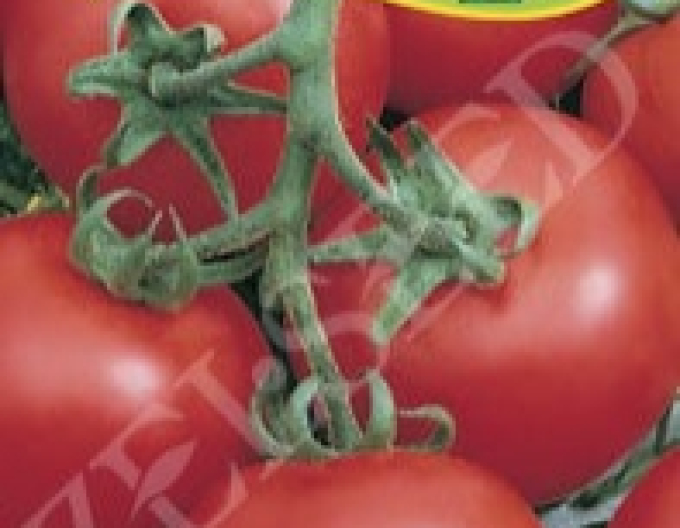 Tomată Zelseed Niki Zel F1