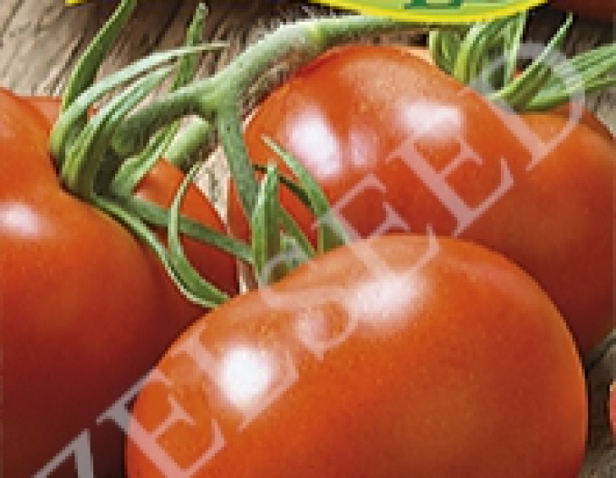Tomată Zelseed Veloria Zel F1