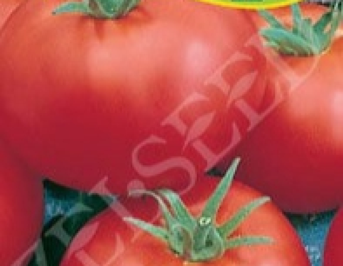 Zelseed Tomato ´Ambros F1´