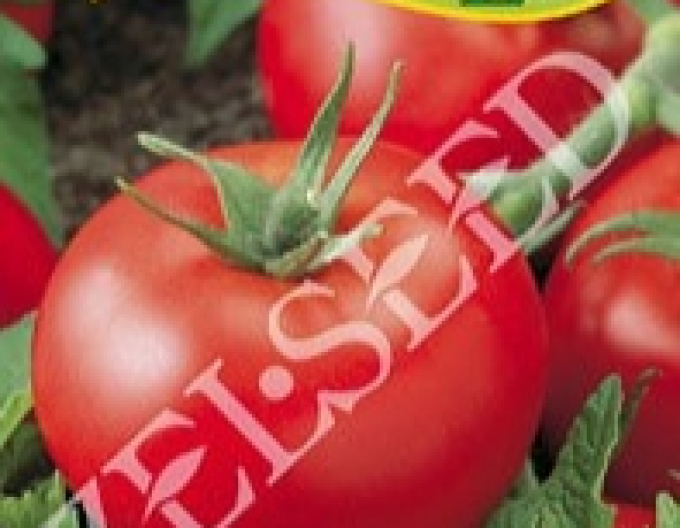 Tomată Zelseed Ady Zel F1