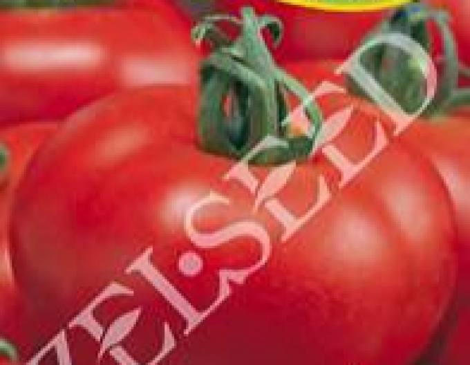 Zelseed Tomato ´Zofka F1´