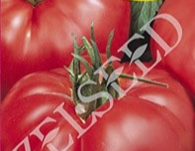 Zelseed Tomato ´Jergus F1´