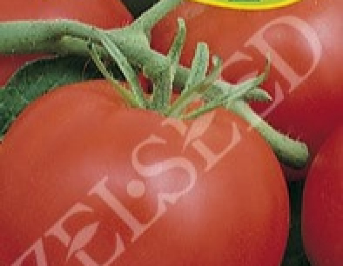 Zelseed Tomato Glory of the Rhineland