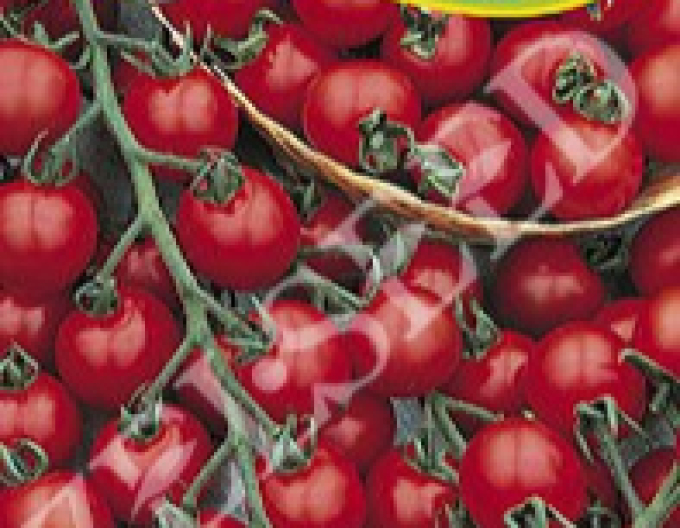 Zelseed Tomato Idyll