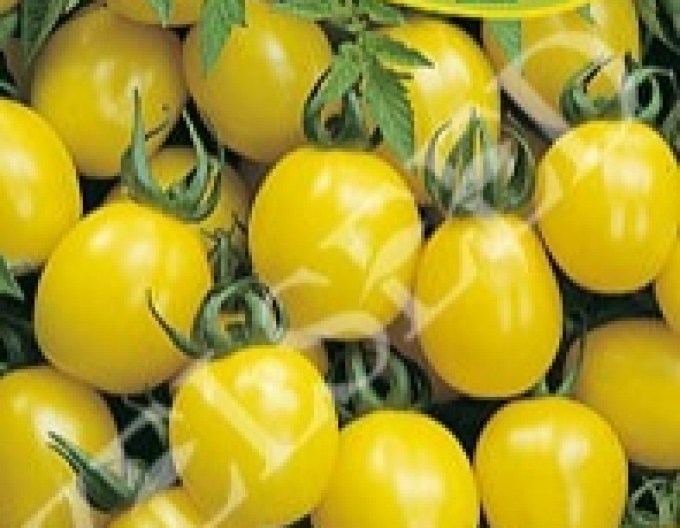 Zelseed Tomato galben ´Ildi´