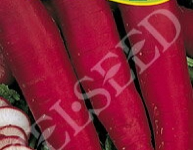 Zelseed Radish ´Karmina´