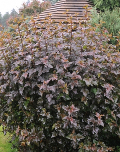 Physocarpus  Red Baron
