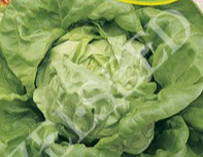 Zelseed Salată de primăvară Medieval