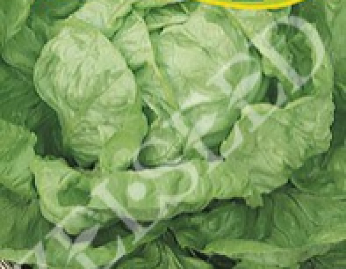 Zelseed Salată de vară ´Julek´