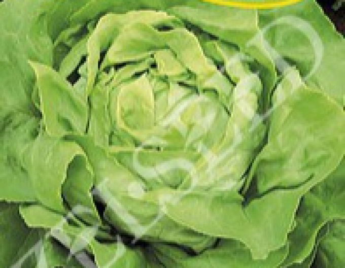 Zelseed Salată de iarnă ´Humil´