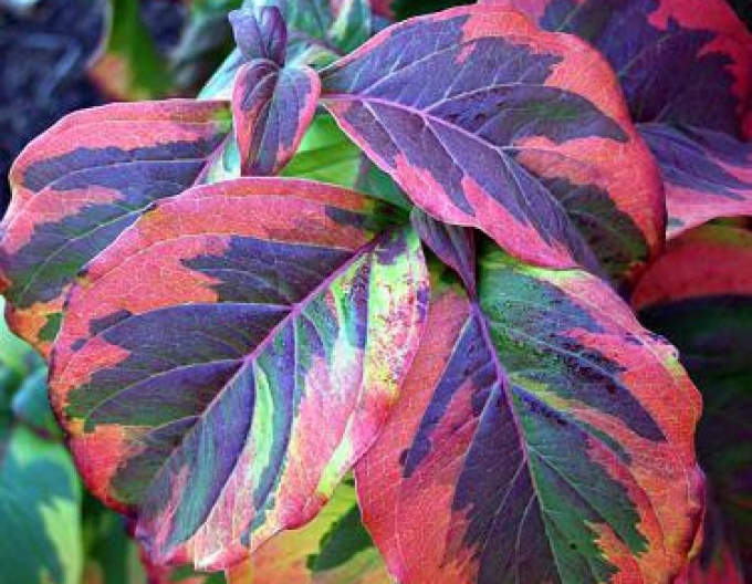 Cornus florida "Rainbow