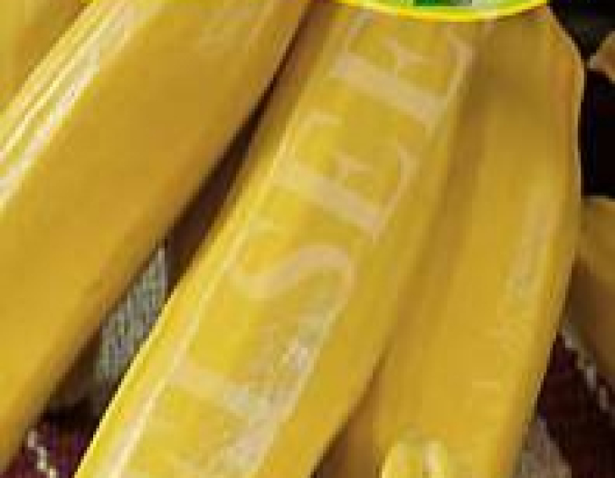 Zelseed Arbust de dovleac ´Nadenka F1´