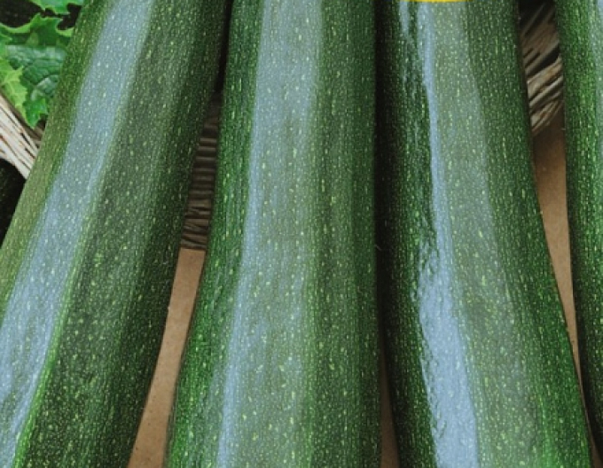Zelseed Arbust de dovleac ´Mestik´