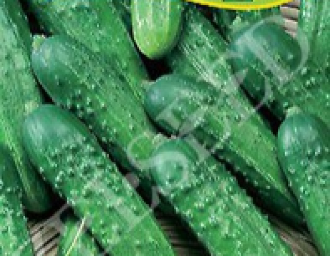 Castravete Zelseed ´Sabi Zel F1´