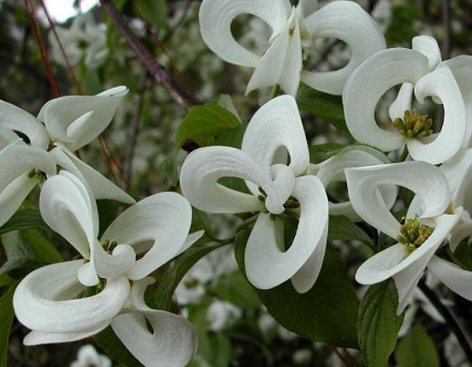 Cornus înflorit Florida ( Cornus urbiniana Florida)