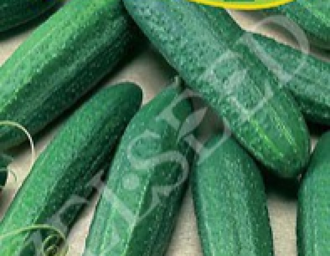 Castravete Zelseed ´Lenka F1´