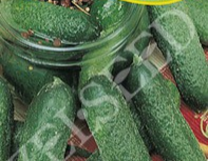 Castravete Zelseed ´Othello F1´