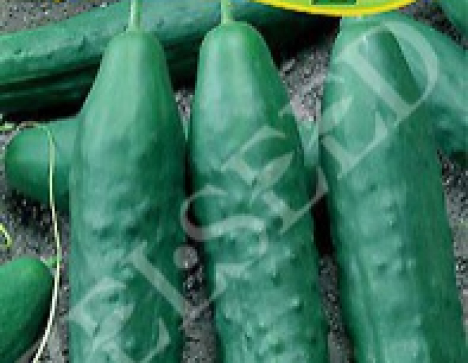 Castravete Zelseed Lianka F1´