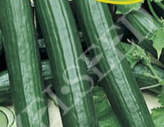 Zelseed Dessana F1